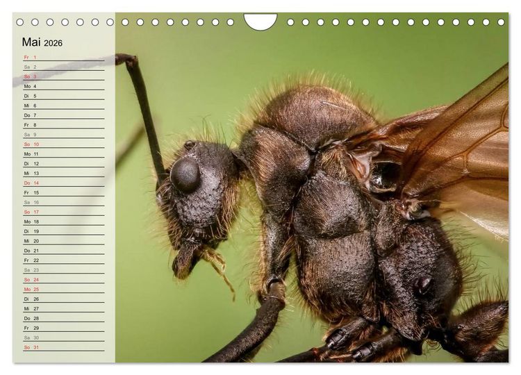Produktbild: Die geheimnisvolle Welt der Insekten (Wandkalender 2026 DIN A4 quer), CALVENDO Monatskalender