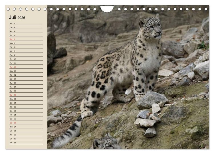 Produktbild: Schneeleoparden. Geschmeidige Gebirgsj&auml;ger (Wandkalender 2026 DIN A4 quer), CALVENDO Monatskalender