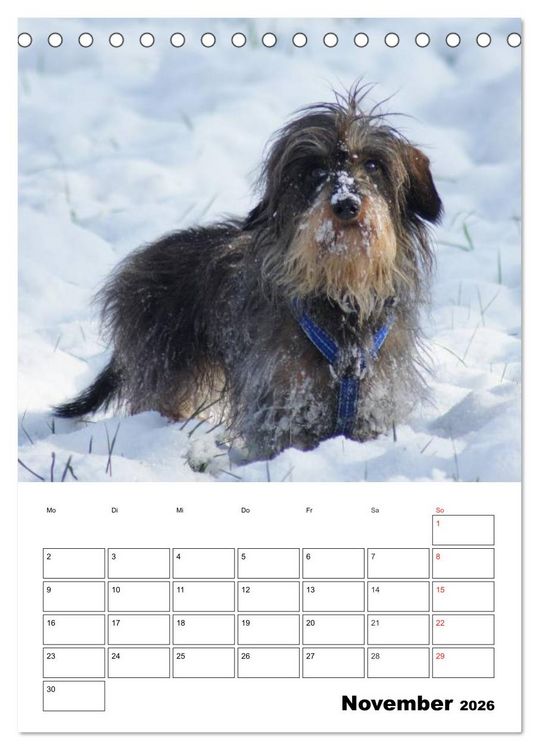Produktbild: Liebenswerte Zwergrauhaardackel (Tischkalender 2026 DIN A5 hoch), CALVENDO Monatskalender