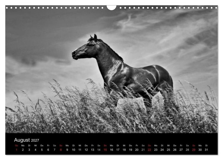 Produktbild: Pferde 2027 Wild Thing (Wandkalender 2027 DIN A3 quer), CALVENDO Monatskalender