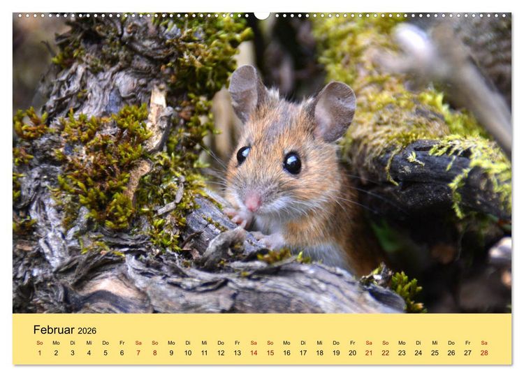 Produktbild: ... hier kommt die Maus ... (hochwertiger Premium Wandkalender 2026 DIN A2 quer), Kunstdruck in Hochglanz