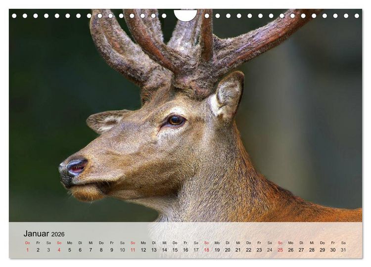 Produktbild: Rotwild. Edle Hirsche, stolze K&uuml;he (Wandkalender 2026 DIN A4 quer), CALVENDO Monatskalender