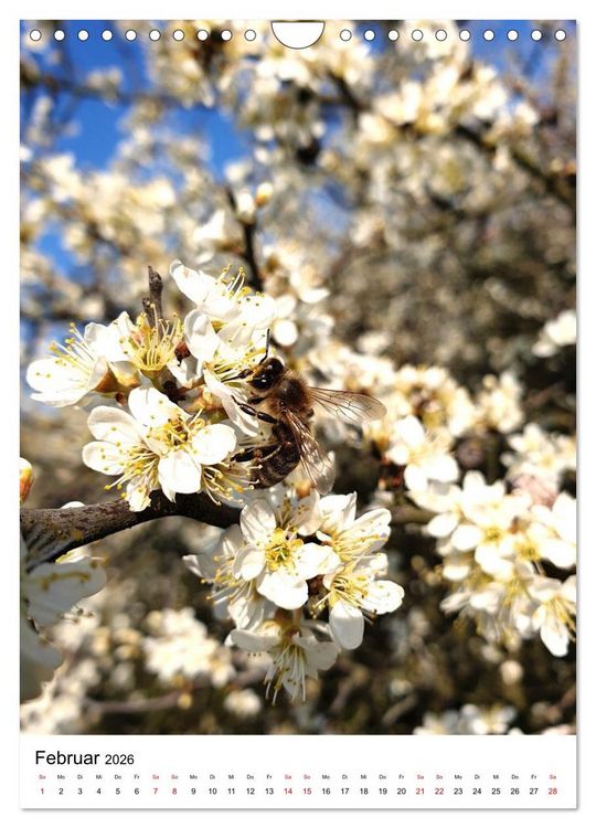 Produktbild: Imkers flei&szlig;igste Bienen - So arbeiten meine Immen &ndash; Originalaufnahmen aus erster Hand (Wandkalender 2026 DIN A4 hoch), CALVENDO Monatskalender