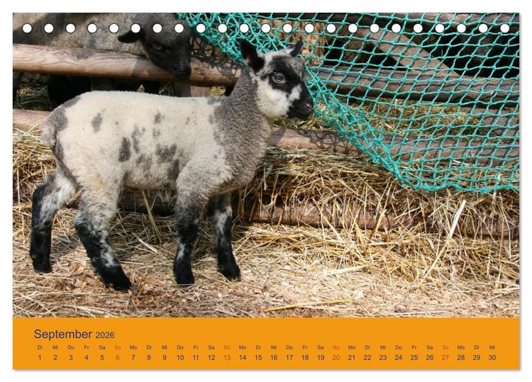 Produktbild: Shropshire Schafe (Tischkalender 2026 DIN A5 quer), CALVENDO Monatskalender