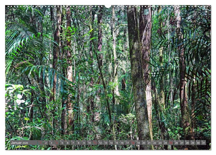 Produktbild: Im Regenwald von Borneo (Wandkalender 2026 DIN A2 quer), CALVENDO Monatskalender
