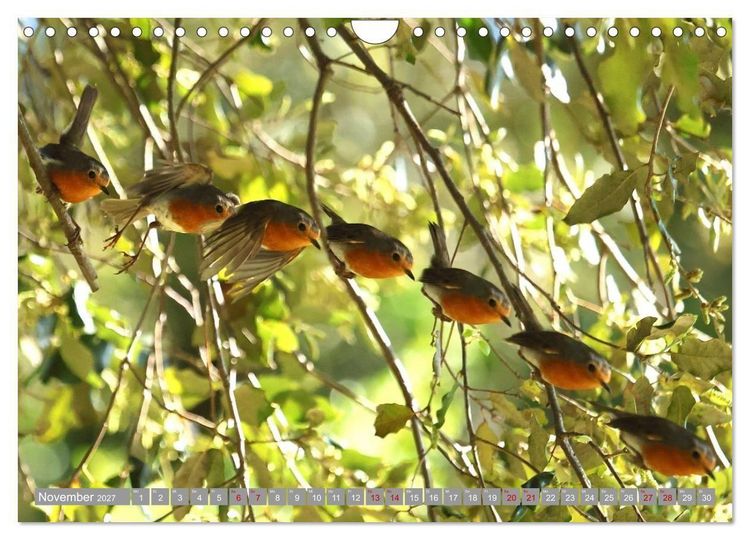 Produktbild: V&ouml;gel im Fluge - Ocells en vol (Wandkalender 2027 DIN A4 quer), CALVENDO Monatskalender