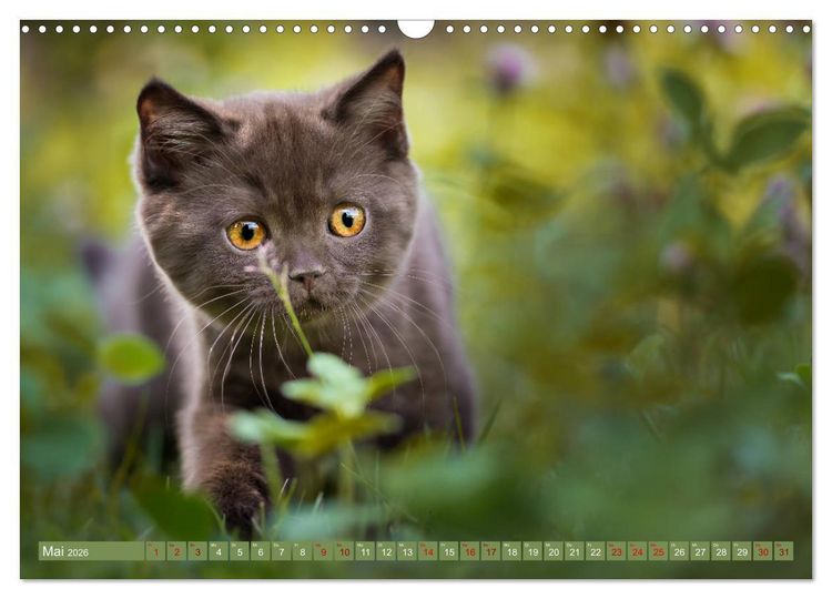 Produktbild: Kittens - Britisch Kurzhaar Katzenkinder (Wandkalender 2026 DIN A3 quer), CALVENDO Monatskalender