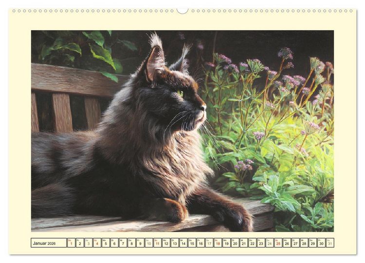 Produktbild: Main-Coon-Katzen. Die imposanten Waldkatzen im Garten (Wandkalender 2026 DIN A2 quer), CALVENDO Monatskalender