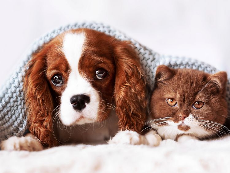 Produktbild: CALVENDO Puzzle Best Friends - BKH Kitten und Cavalier King Charles Spaniel Welpe 1000 Teile Lege-Gr&ouml;&szlig;e 64 x 48 cm Foto-Puzzle Bild von Janina B&uuml;rger