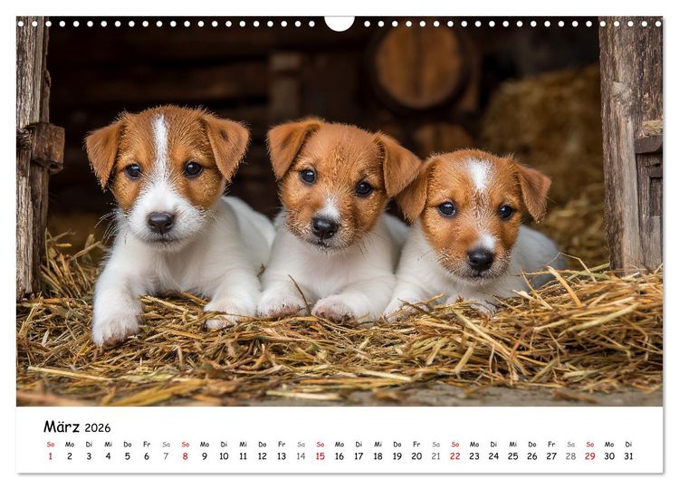 Produktbild: JACK RUSSEL - Kleine Hunde mit gro&szlig;em Charakter (Wandkalender 2026 DIN A3 quer), CALVENDO Monatskalender