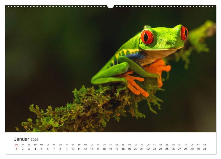 Produktbild: Costa Rica - exotische Tierwelt und unber&uuml;hrte Natur (Wandkalender 2026 DIN A2 quer), CALVENDO Monatskalender