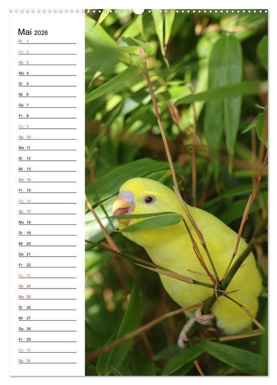Produktbild: WELLENSITTICHE - S&uuml;&szlig;e Wellis (Wandkalender 2026 DIN A2 hoch), CALVENDO Monatskalender
