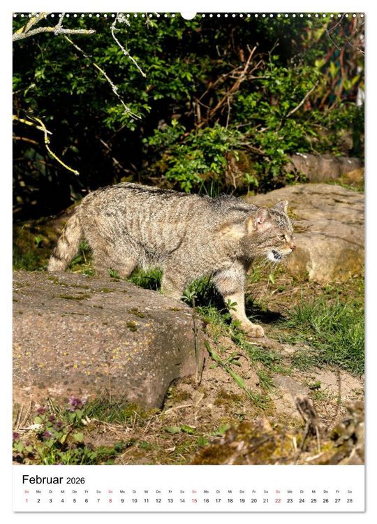 Produktbild: Kleine Tiger im Wald (hochwertiger Premium Wandkalender 2026 DIN A2 hoch), Kunstdruck in Hochglanz