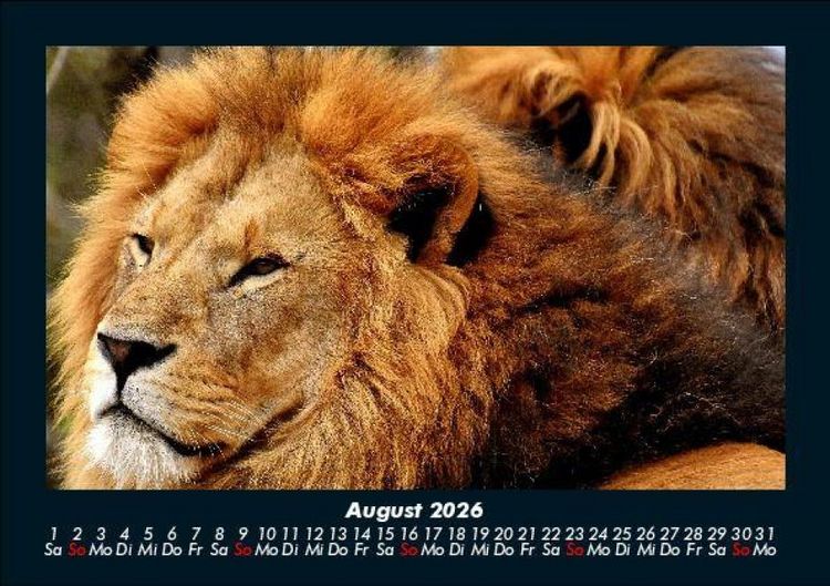 Produktbild: L&ouml;wen in der Wildnis 2026 Fotokalender DIN A5