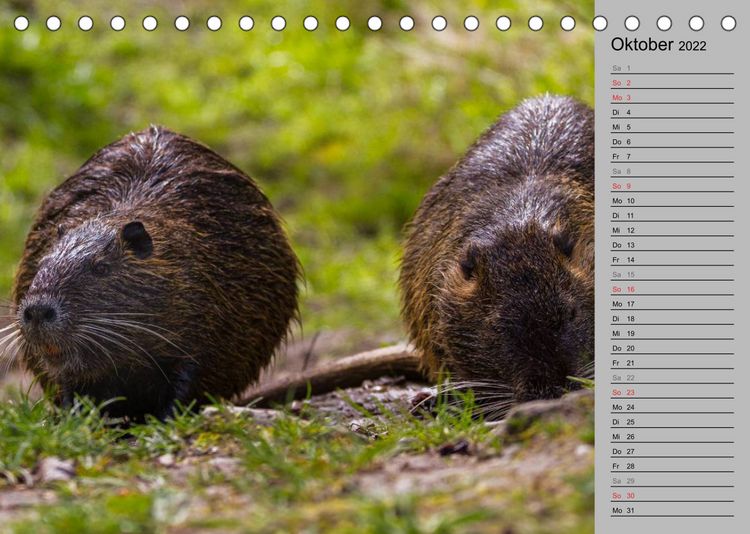 Produktbild: Nutrias (Myocastor coypus) (Tischkalender 2022 DIN A5 quer)