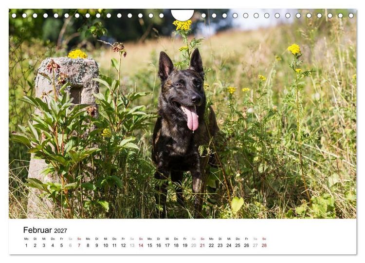 Produktbild: ausdrucksvolle Holl&auml;ndische Sch&auml;ferhunde (Wandkalender 2027 DIN A4 quer), CALVENDO Monatskalender