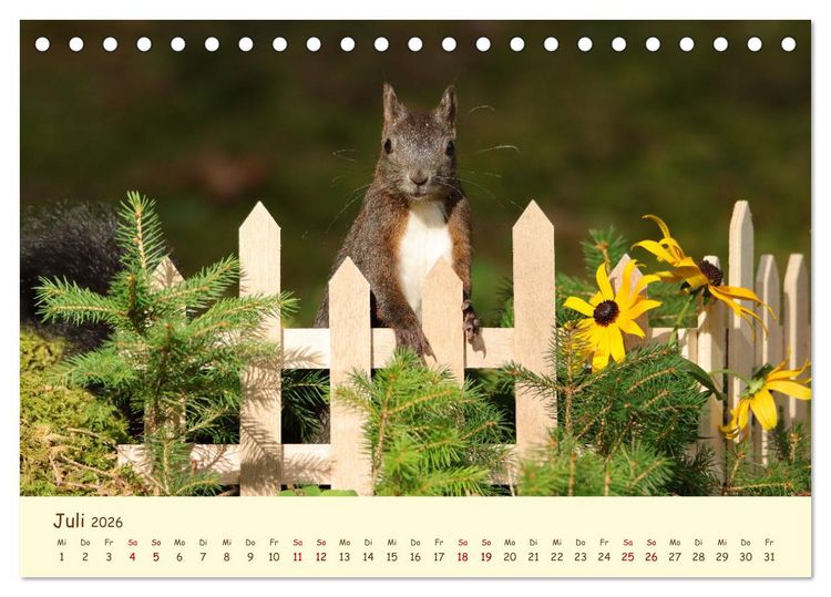 Produktbild: Eichh&ouml;rnchen - zauberhaft verspielt (Tischkalender 2026 DIN A5 quer), CALVENDO Monatskalender