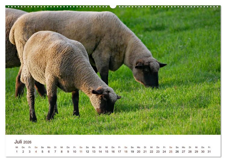 Produktbild: Sch&ouml;ne Schafe (Wandkalender 2026 DIN A2 quer), CALVENDO Monatskalender