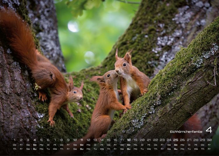 Produktbild: Waldtiere - Heimische Waldbewohner - Der Tierkalender - 2027 - Kalender DIN A3