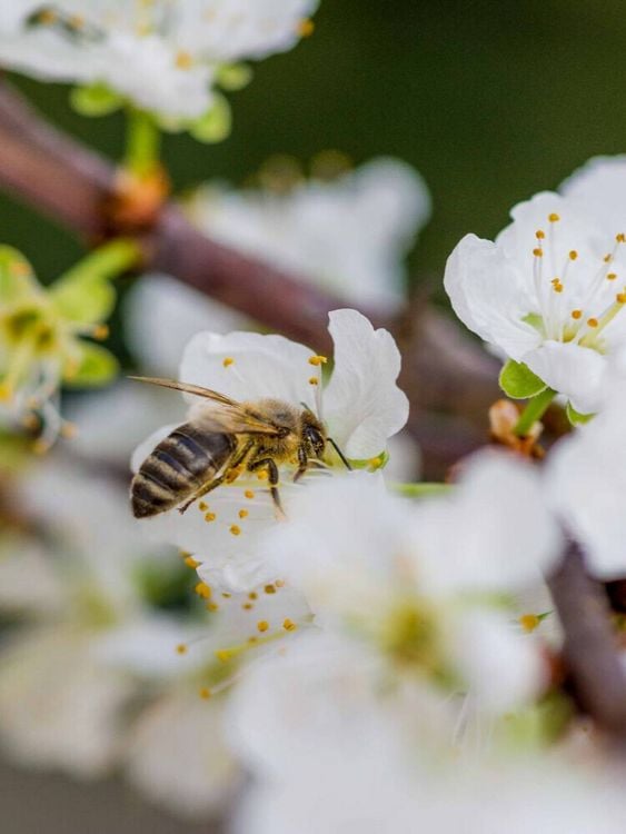 Produktbild: CALVENDO Puzzle Biene auf Obstbl&uuml;ten | 1000 Teile Lege-Gr&ouml;&szlig;e 64x48cm Foto-Puzzle f&uuml;r gl&uuml;ckliche Stunden
