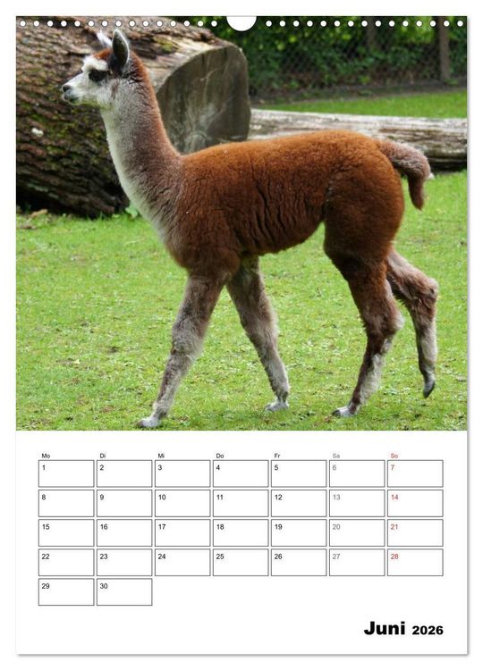 Produktbild: Alpaka und Lama Terminplaner (Wandkalender 2026 DIN A3 hoch), CALVENDO Monatskalender