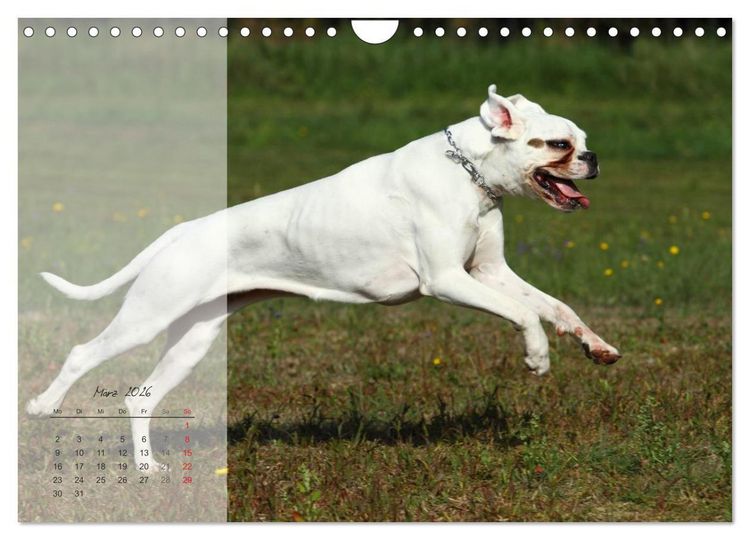 Produktbild: Deutscher Boxer 2026 (Wandkalender 2026 DIN A4 quer), CALVENDO Monatskalender