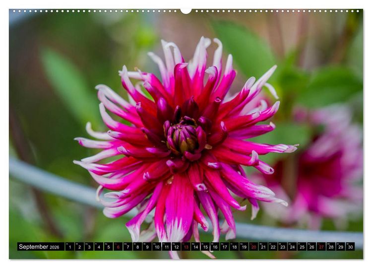 Produktbild: Kleine Blumen ganz gro&szlig; (hochwertiger Premium Wandkalender 2026 DIN A2 quer), Kunstdruck in Hochglanz