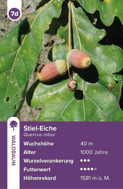 Produktbild: B&auml;ume &ndash; das Quartett-Spiel