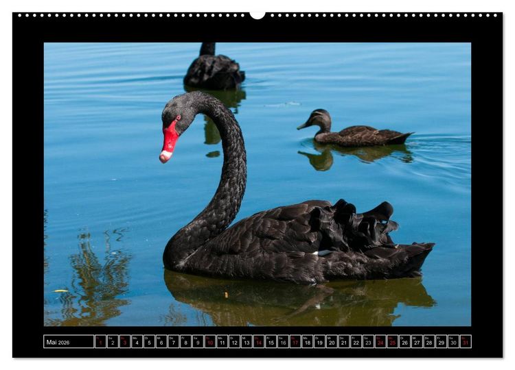 Produktbild: V&ouml;gel von "Down Under" Australien (hochwertiger Premium Wandkalender 2026 DIN A2 quer), Kunstdruck in Hochglanz