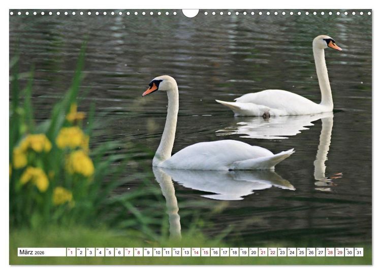 Produktbild: Schw&auml;ne - imposant und faszinierend (Wandkalender 2026 DIN A3 quer), CALVENDO Monatskalender