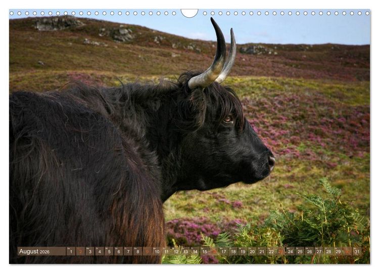 Produktbild: Schottische Hochlandrinder - Highland Cattle im Portrait (Wandkalender 2026 DIN A3 quer), CALVENDO Monatskalender