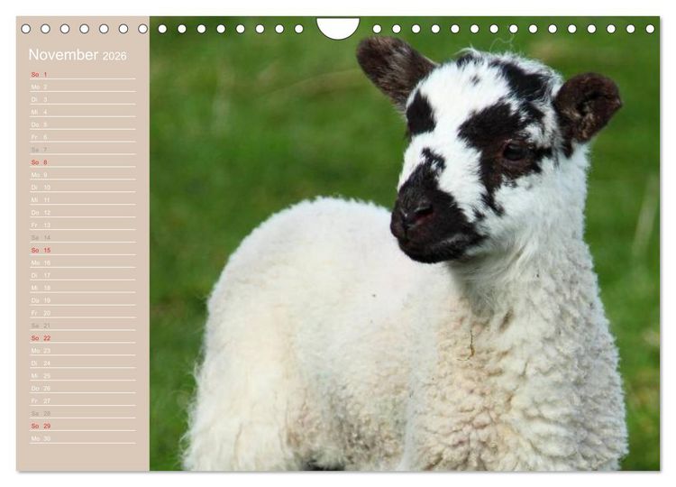 Produktbild: Schafe / Geburtstagskalender (Wandkalender 2026 DIN A4 quer), CALVENDO Monatskalender