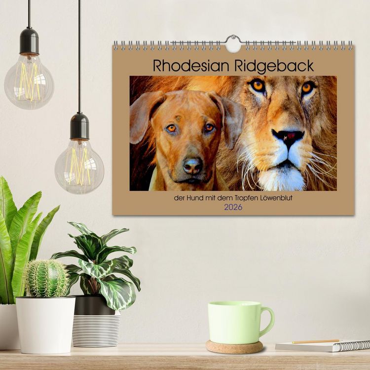 Produktbild: Rhodesian Ridgeback der Hund mit dem Tropfen L&ouml;wenblut (Wandkalender 2026 DIN A4 quer), CALVENDO Monatskalender