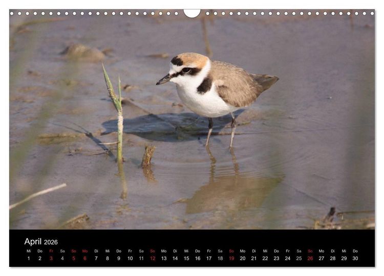 Produktbild: Limikolen Watv&ouml;gel auf dem Zug (Wandkalender 2026 DIN A3 quer), CALVENDO Monatskalender