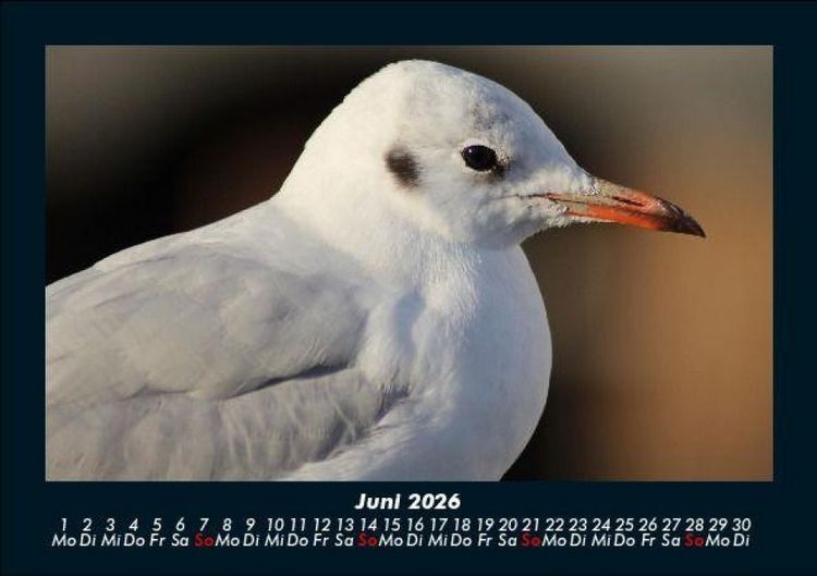 Produktbild: Welt der V&ouml;gel 2026 Fotokalender DIN A5