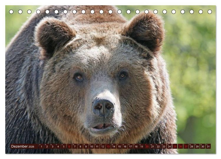 Produktbild: B&auml;ren. Kraftpakete auf leisen Sohlen (Tischkalender 2026 DIN A5 quer), CALVENDO Monatskalender