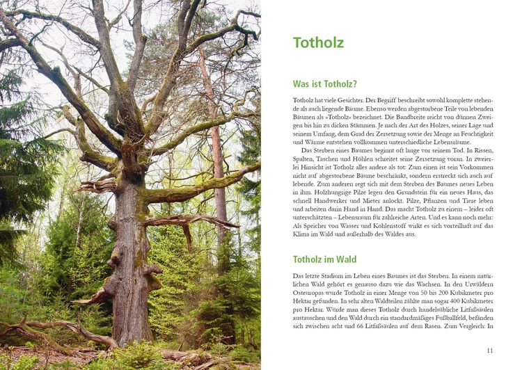 Produktbild: Wunderwelt Totholz