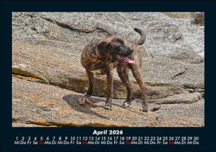 Produktbild: Hundezauber 2026 Fotokalender DIN A5