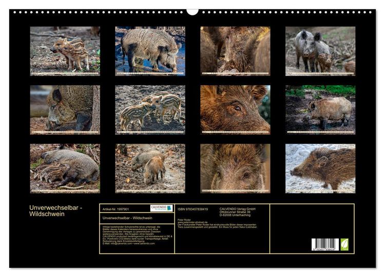 Produktbild: Unverwechselbar - Wildschwein (Wandkalender 2026 DIN A2 quer), CALVENDO Monatskalender