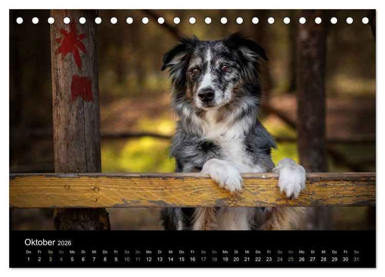 Produktbild: Australian Shepherd - Vielfalt in einer Rasse (Tischkalender 2026 DIN A5 quer), CALVENDO Monatskalender
