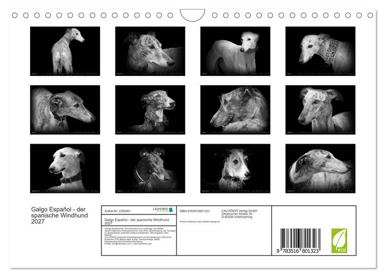 Produktbild: Galgo Espa&ntilde;ol - der spanische Windhund 2027 (Wandkalender 2027 DIN A4 quer), CALVENDO Monatskalender