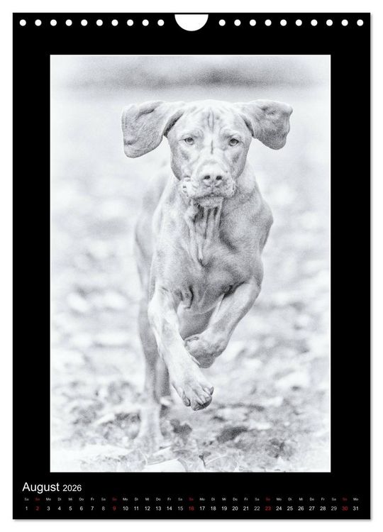 Produktbild: Vizsla-Liebe (Wandkalender 2026 DIN A4 hoch), CALVENDO Monatskalender