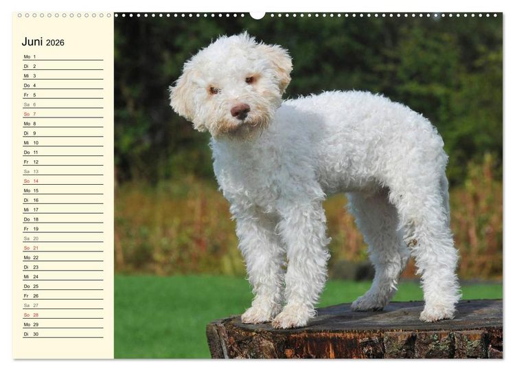 Produktbild: Lagotto Romagnolo - Italienischer Tr&uuml;ffelhund (Wandkalender 2026 DIN A2 quer), CALVENDO Monatskalender