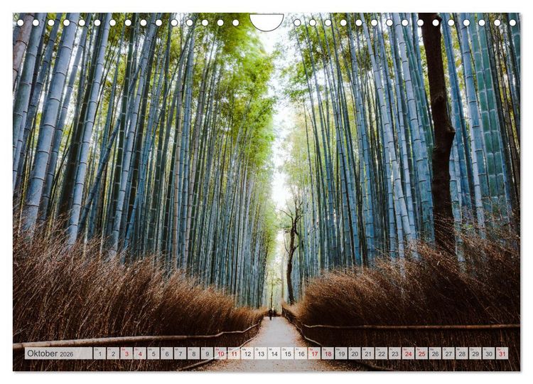 Produktbild: W&auml;lder der Welt (Wandkalender 2026 DIN A4 quer), CALVENDO Monatskalender