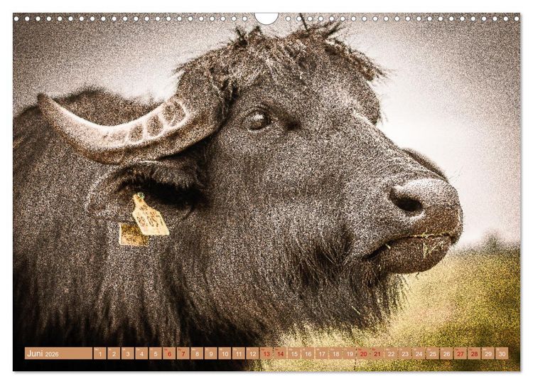 Produktbild: Mutterk&uuml;he (Wandkalender 2026 DIN A3 quer), CALVENDO Monatskalender