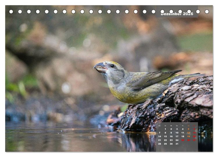 Produktbild: SINGV&Ouml;GEL - Die pr&auml;chtigen S&auml;nger in sch&ouml;nem Ambiente (Tischkalender 2026 DIN A5 quer), CALVENDO Monatskalender