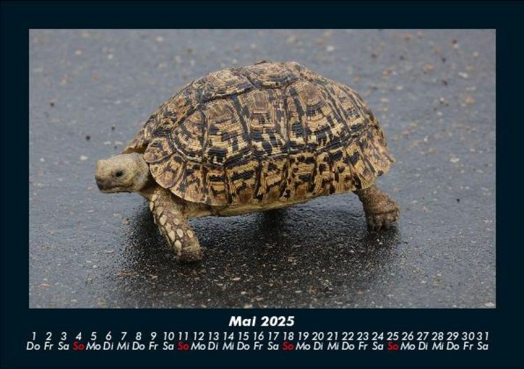 Produktbild: Schildkr&ouml;tenzauber 2025 Fotokalender DIN A5