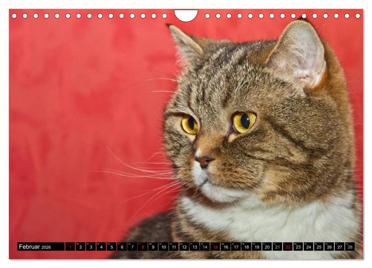 Produktbild: Rassekatzen (Wandkalender 2026 DIN A4 quer), CALVENDO Monatskalender