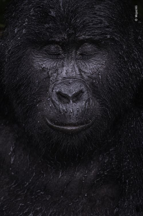 Produktbild: Wildlife Fotografien des Jahres &ndash; Portfolio 31