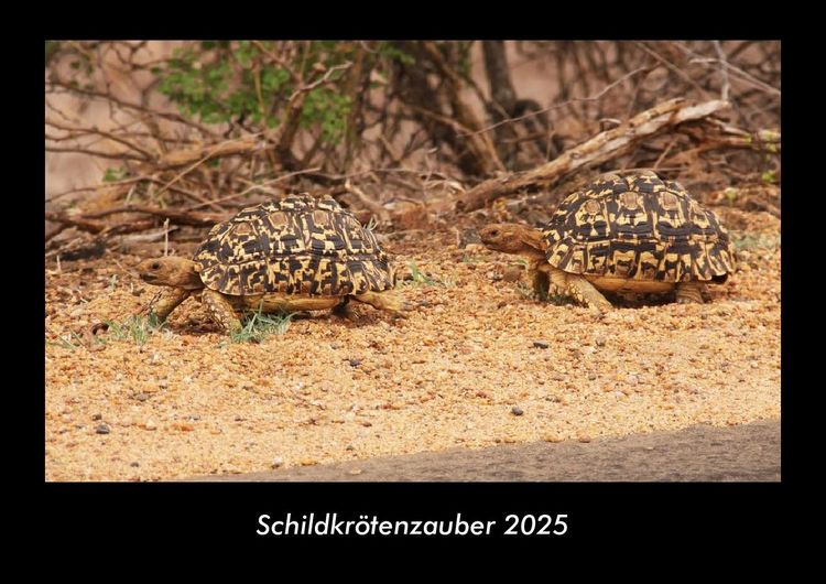 Produktbild: Schildkr&ouml;tenzauber 2025 Fotokalender DIN A3